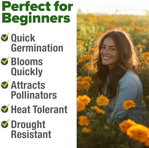 HOME GROWN Crackerjack African Marigold Seeds, 5,600+ Seeds, Tagetes erecta