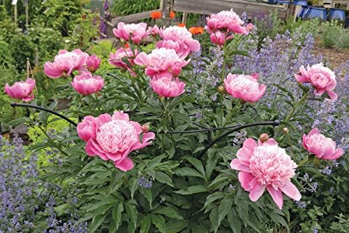 Gardener's Supply Company Essex Plant Support Frame for Peonies, Rose, Ornamental Flower Garden Cage - Wide Top Rings