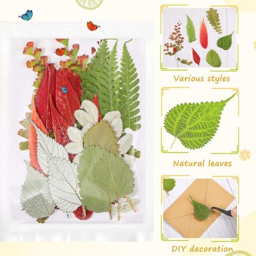 Nuanchu 99 Pieces Bulk Assorted Pressed Leaves for Crafts, 10 Pack, Classic