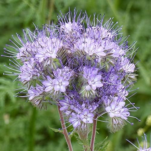 Outsidepride Lacy Phacelia Seeds for Planting - 1 Lb. Annual, Drought-Tolerant Wildflower Seeds with Light Violet