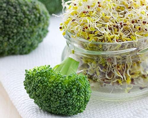 Food to Live - Broccoli Seeds for Sprouting, 1 Pound Vegan, Kosher, Sirtfood, Bulk. Rich in Sulforaphane, Vitamin C