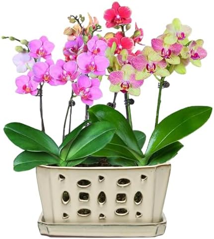W&W Orchid Pot with Holes and Saucer for Repotting, Cream White, 9.7 Inch