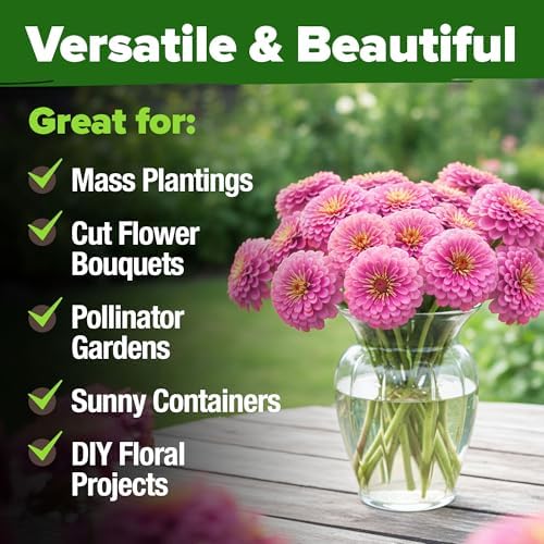 HOME GROWN Zinnia Seeds, Luminosa Pink, 300 Seeds, Zinnia elegans