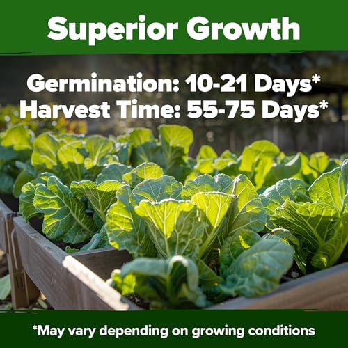 HOME GROWN Vates Collard Green Seeds, 300+ Seeds