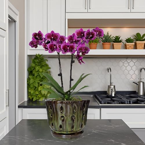 Ceramic Orchid Pots with Drainage Hole 6'' (mossgreen)