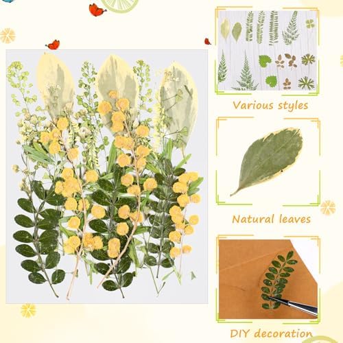 Nuanchu 99 Pieces Bulk Assorted Pressed Leaves for Crafts, 5 Pack, Stylish