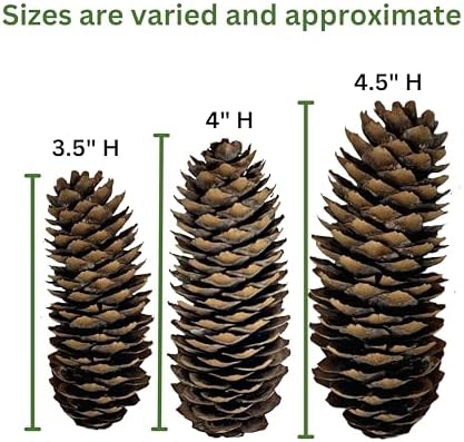 Spruce Pine Cones Set of 24, Natural Large Pinecones 3.5"–4.5", Rustic Pine Cones for Christmas Decorations, Vase Filler, Holiday Centerpieces, Winter Wreaths, Garland, Bowl Filler & DIY Crafts
