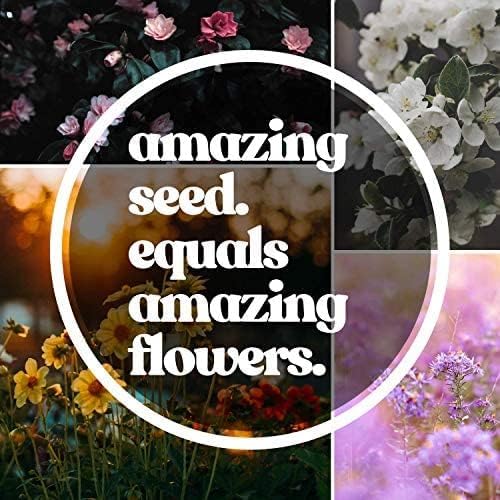 Mountain Valley Seed Co Northeastern Wildflower Seed 5 Lb 3.2 Million Seeds | Annual & Perennial Native Wildflower Mix