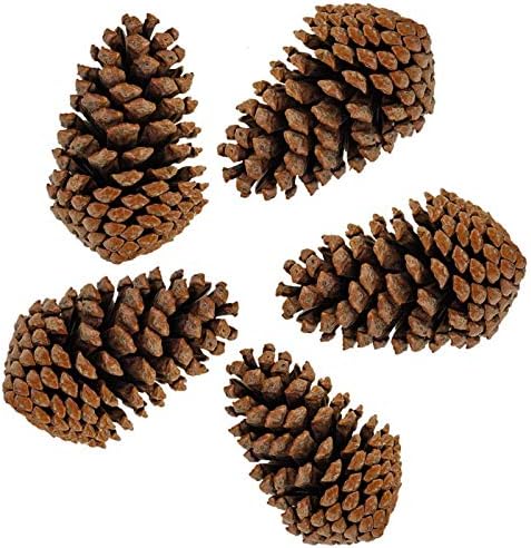 DKKRRNT PineCones Tall Bulk Package All Natural,Real Preserved Pine Cones Big Pinecones and Perfect Natural Pine Cones for Christmas Hanging Ornaments Bowl Vase Fillers (4.3-5.9 in(12pcs))
