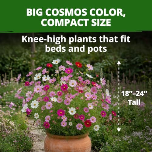 HOME GROWN Sensation Dwarf Mix Cosmos Seeds for Planting, 600 Seeds, Cosmos bipinnatus