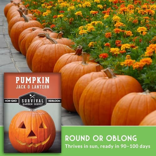 Jack O' Lantern Pumpkin Seeds for Planting - 3 Packs