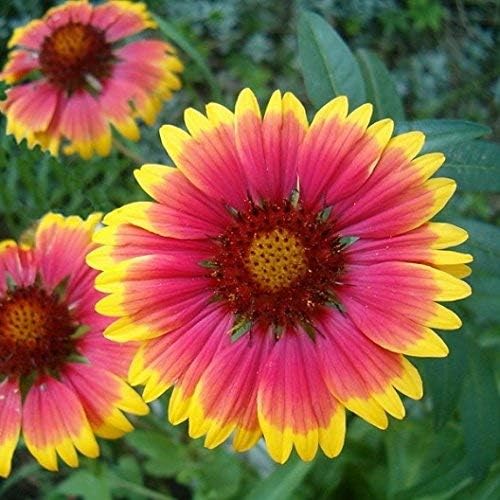 Non GMO Bulk Annual Gaillardia Blanket Flower Seed - Gaillardia Pulchella (1 Lb) North American Native Wildflower