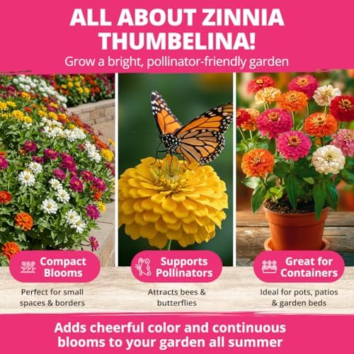 HOME GROWN Zinnia Seeds, Thumbelina, 500 Seeds, Zinnia elegans