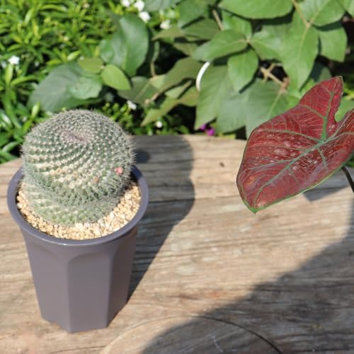 10 Pack 5.30 Inch Plastic Deep Nursery and Seedling Pots, Round Transplant Seed Starter Planter, Gray Color