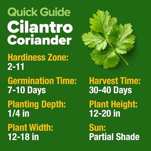 HOME GROWN Cilantro Coriander Seeds, 500+ Seeds