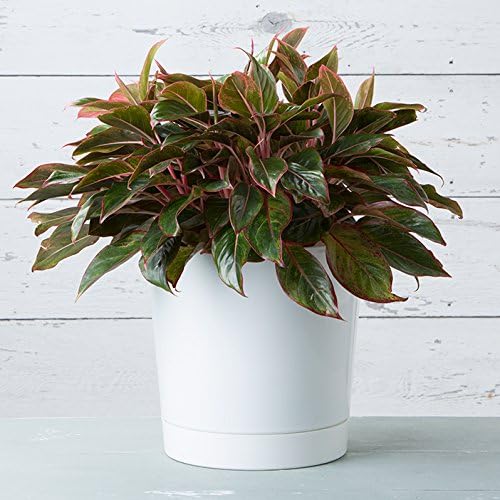 Root & Vessel Majestic Full Depth Cylinder Pot, Glossy White, 14-Inch (10142)