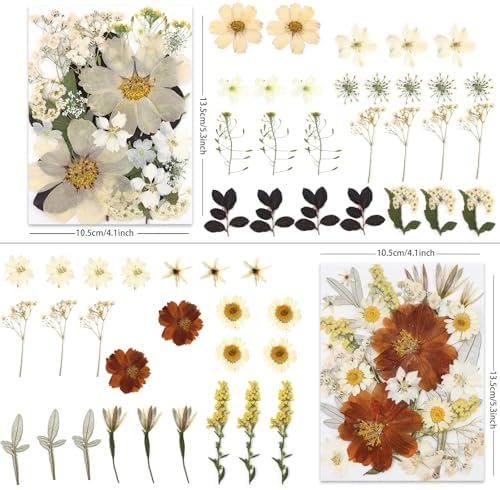 LUXEEASE 100P Vintage Cream Brown Dried Pressed Flowers