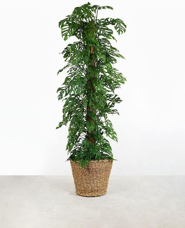 Monstera Adansonii Planting Mix: Maximize Aeration, Drainage & Nutrient Holding Capacity - 5 Quart Bag