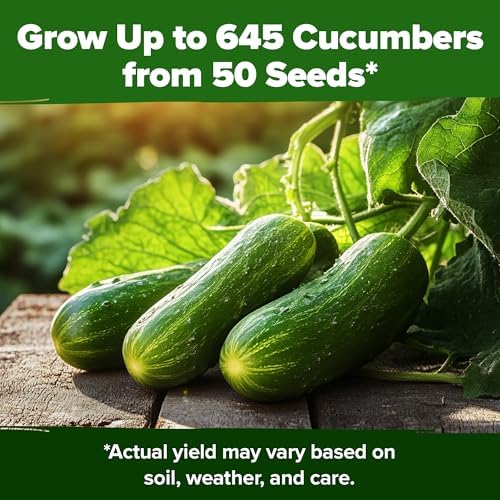 HOME GROWN Persian Cucumber Seeds, 50+ Seeds, Cucumis sativus