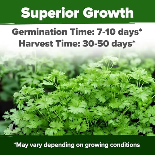 HOME GROWN Cilantro Coriander Seeds, 500+ Seeds