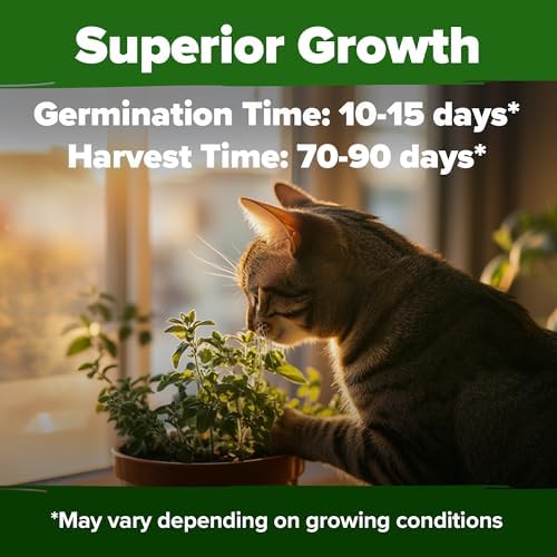 HOME GROWN Catnip Seeds, 2,116 Seeds, Nepeta cataria