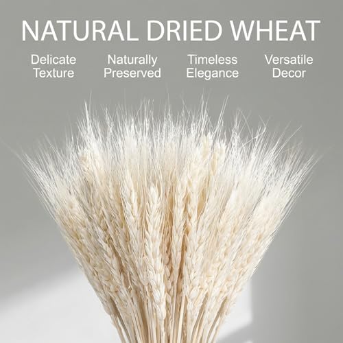 Sukh 50 Stems Dried Wheat Stalks - White Wheat Straw for Vases 13.3 in