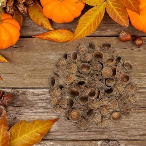 Ciieeo 100 Pcs Natural Acorn Caps - Light Brown Dried Botanical Vase Fillers for Home Decor | Rustic Plant Material for Autumn Wedding Thanksgiving and Christmas Ornaments