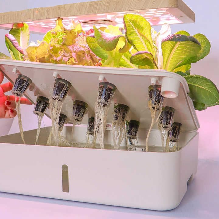 Indoor Hydroponic Growing System with LED Light, Wooden Top Cover, Touch Control, White Base