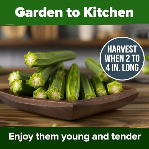 HOME GROWN Clemson Spineless Okra Seeds, 101+ Seeds, Abelmoschus esculentus