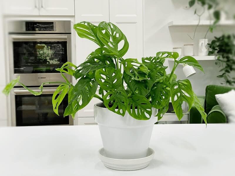 Premium Swiss Cheese Plant Potting Mix - Monstera Deliciosa Blend for Optimal Nutrients and Drainage for Healthy Growth