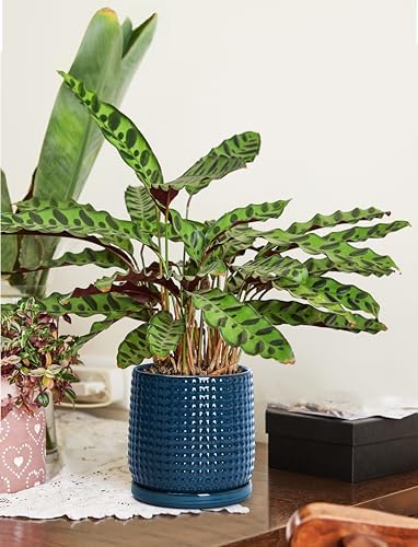 D'vine Dev Beaded Ceramic Pot with Saucer, 6 in, Midnight Blue, 27-C-X-3
