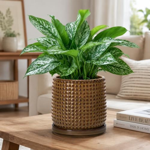 D'vine Dev Beaded Ceramic Pot with Saucer, 6 in, Olive Bronze, 27-C-X-N