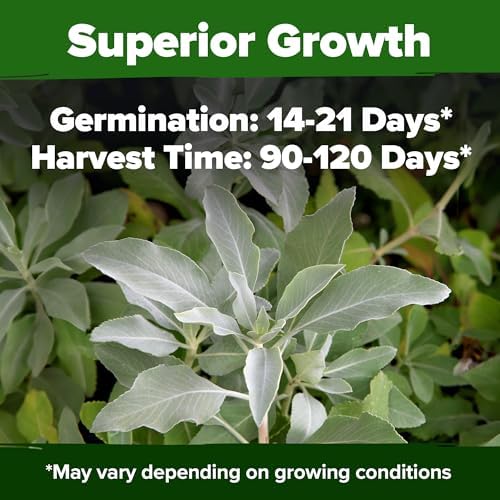 HOME GROWN White Sage Seeds, 323 Seeds, Salvia apiana