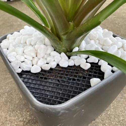 Curtis Wagner Plastics Plant Guard, 16" Diameter, 2-Pack | Plant Protector from Cats & Animals | Plant Soil Cover | Trim-to-Fit Plant Pot Cover for Healthy Root Growth | Indoor or Outdoor Use