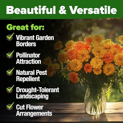 HOME GROWN Crackerjack African Marigold Seeds, 5,600+ Seeds, Tagetes erecta