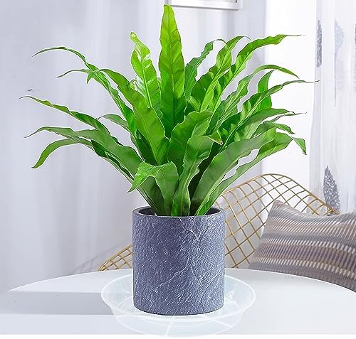 6 Pack Plant Saucer Drip Tray 14 inch, Large Plastic Plant Trays, Heavy Sturdy Plastic Planter Flower Pot Saucers for Indoor Outdoor Garden, Plant Water Drip Trays for pots (14", Clear)