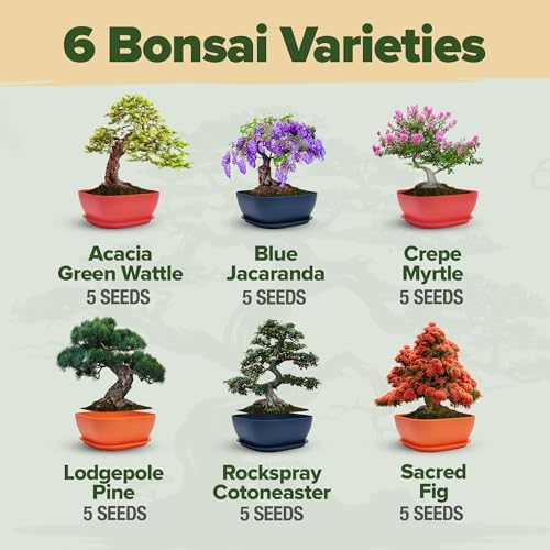 HOME GROWN 6 Bonsai Tree Starter Kit, Indoor Growing & Christmas Gift