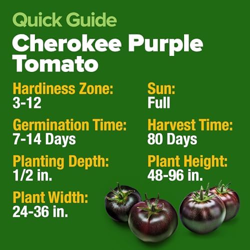 HOME GROWN Cherokee Purple Tomato Seeds, 106+ Seeds, Solanum lycopersicum