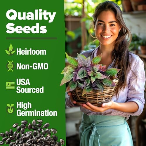 HOME GROWN Thai Basil Seeds, 438 Seeds, Ocimum basilicum VAR. thyrsiflora