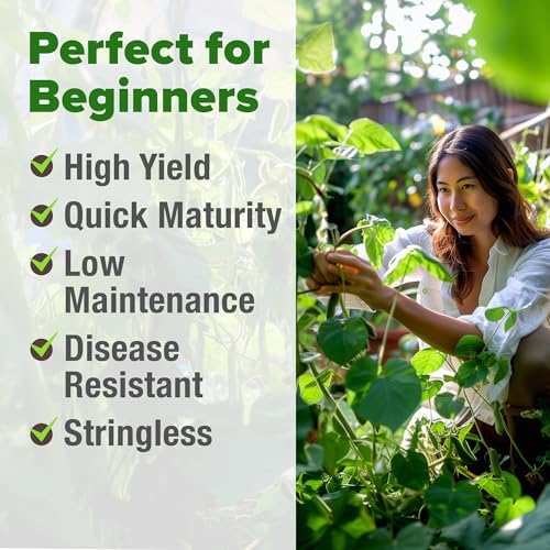 HOME GROWN Contender Bush Bean Seeds, 28+ Seeds, Phaseolus vulgaris