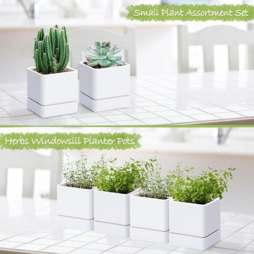 D'vine Dev 4-Pack Plastic Herb Planter Pots, 4 in, White, 76-Y-A4-1