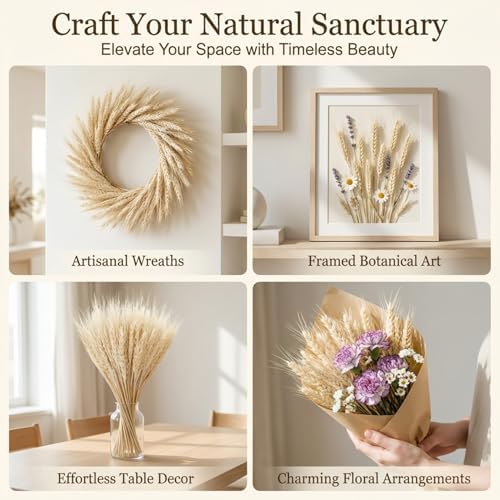 Sukh 50 Stems Dried Wheat Stalks - White Wheat Straw for Vases 13.3 in