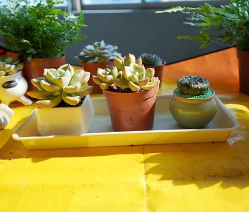 VUWEZ 2 Pack of Plastic Plant Tray Saucer Rectangular, Pot Trays Saucers for Indoors Outdoor, Plant Water Drip Tray for Flower Pot Planter, Windowsill Planter Trays (6.5 X 13 Inch, Beige)