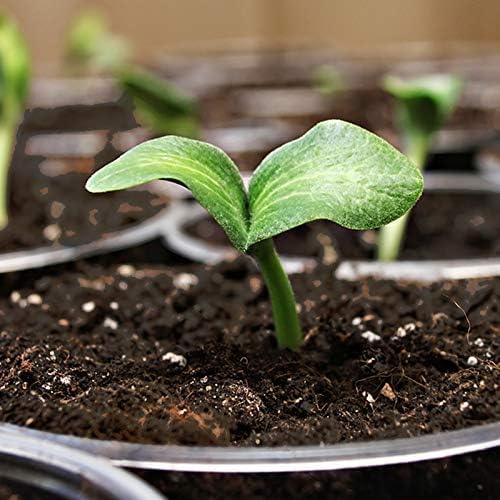 Coast of Maine, 8qt (Pack of 4) Sprout Island Blend, Organic & Natural Seed Starter for Seed Germination & Root Plant
