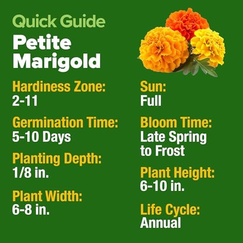 HOME GROWN Petite French Marigold Seeds, 329+ Seeds, Tagetes patula