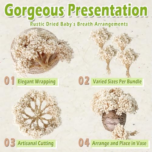 2500+ Mini Dried Baby's Breath Flowers Ivory White for Wedding Decor