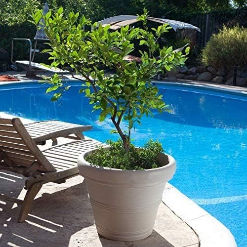 Crescent Garden Brunello Small Classic Planter, Indoor/Outdoor Weather-Safe Round Plant Pot, Small Resin Houseplant Pot
