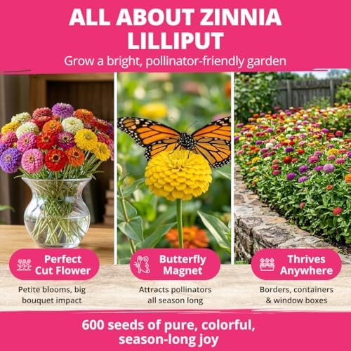 HOME GROWN Zinnia Seeds, Lilliput Mix, 2,500 Seeds, Zinnia elegans