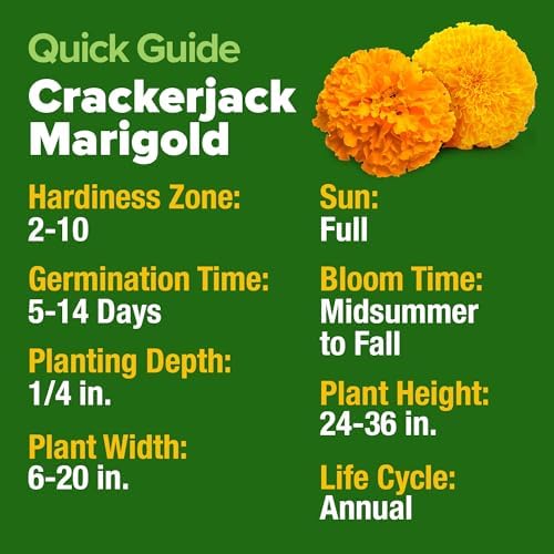 HOME GROWN Crackerjack African Marigold Seeds, 5,600+ Seeds, Tagetes erecta