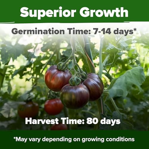 HOME GROWN Cherokee Purple Tomato Seeds, 106+ Seeds, Solanum lycopersicum